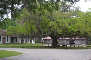 Love the Oaks on the Property! 